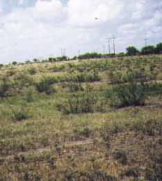 Mesquite Control